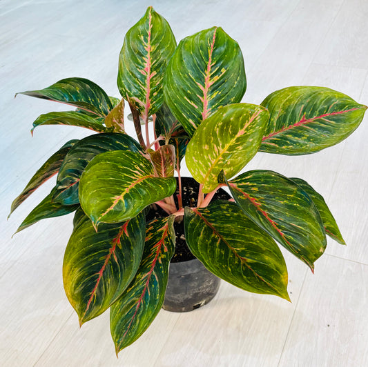 Black Dragon Aglaonema
