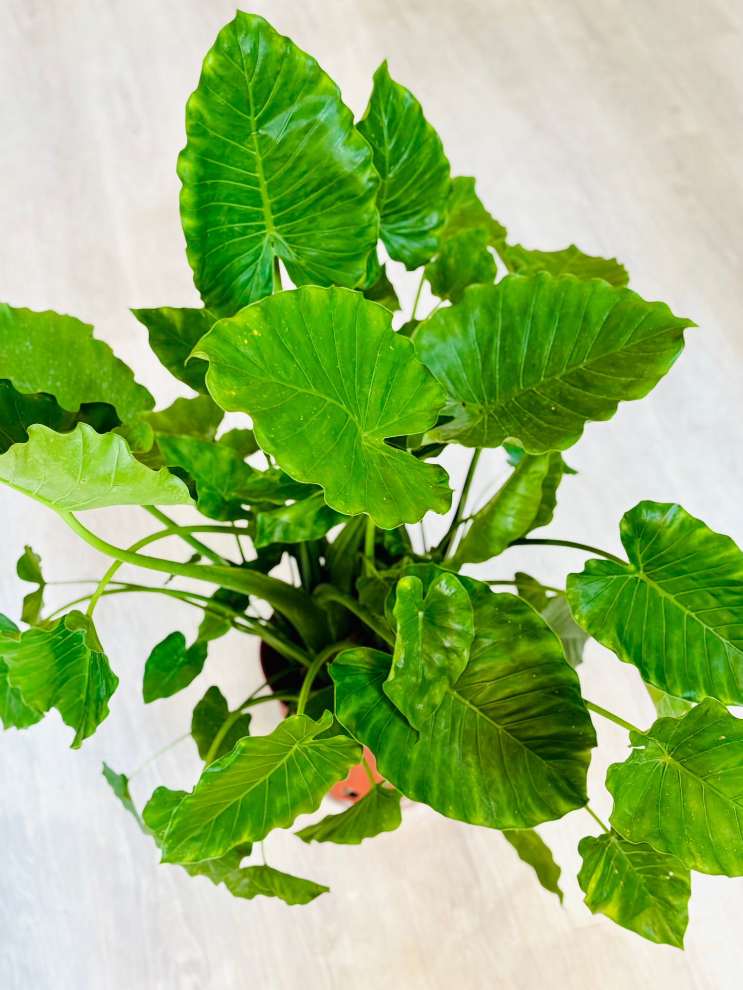 Elephant Ear Alocasia