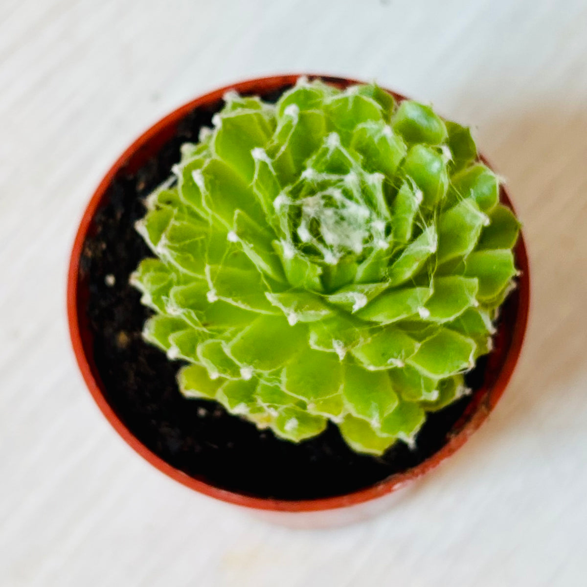 Succulents - Assorted 3"