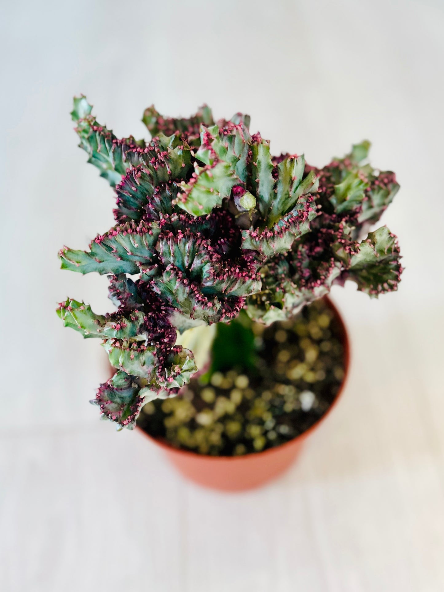 Coral Cactus