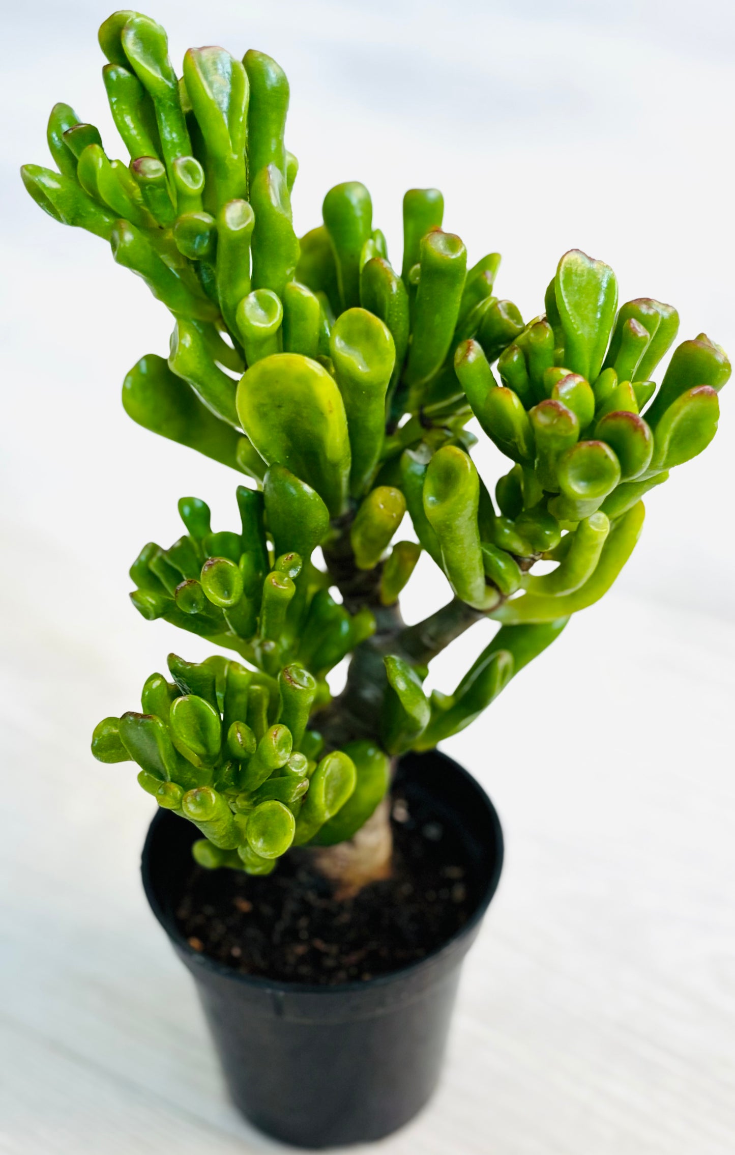 Hobbit Jade