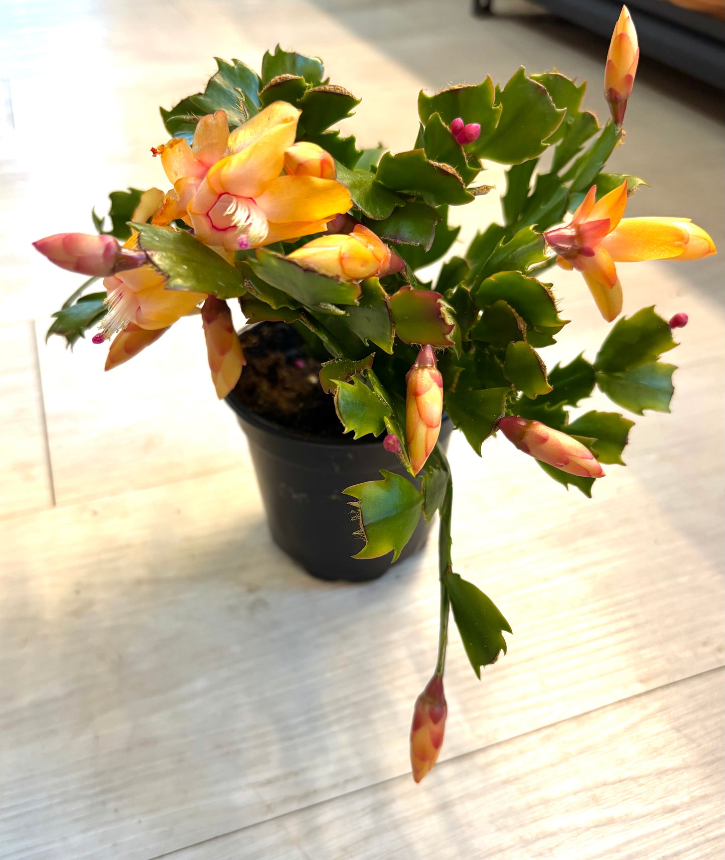 Thanksgiving Cactus
