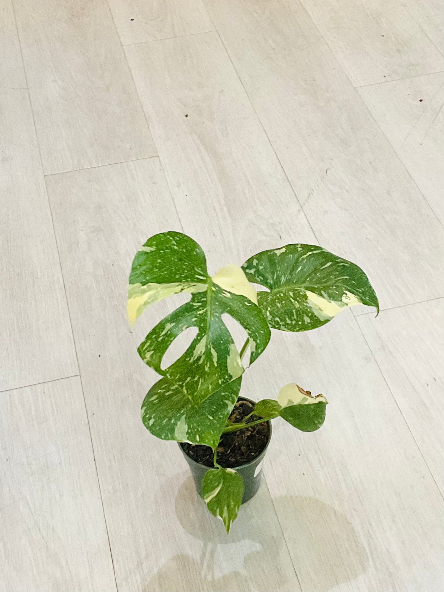 Monstera Thai Constellation