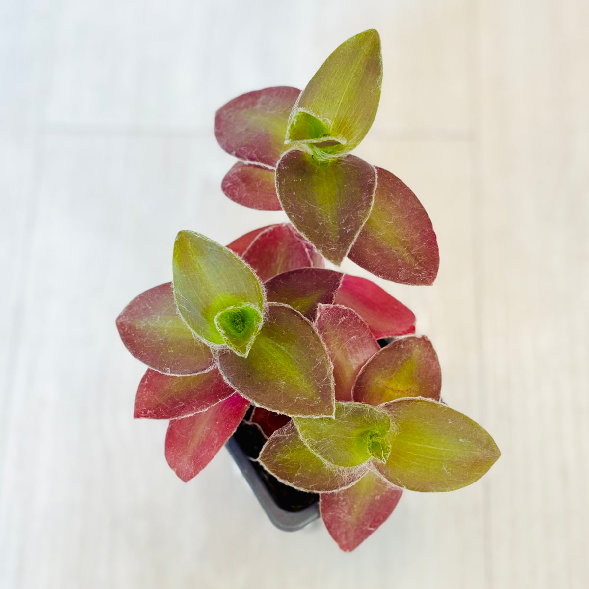 Houseplants - Assorted 2"