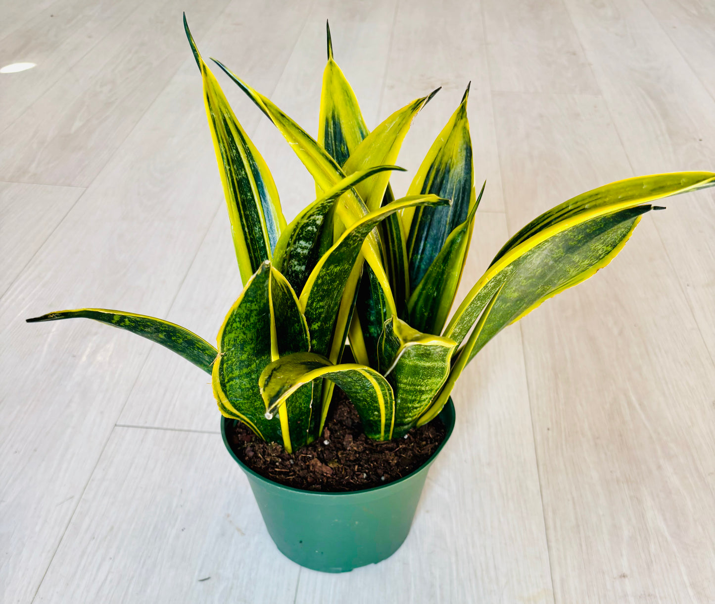 Golden Flame Snake Plant