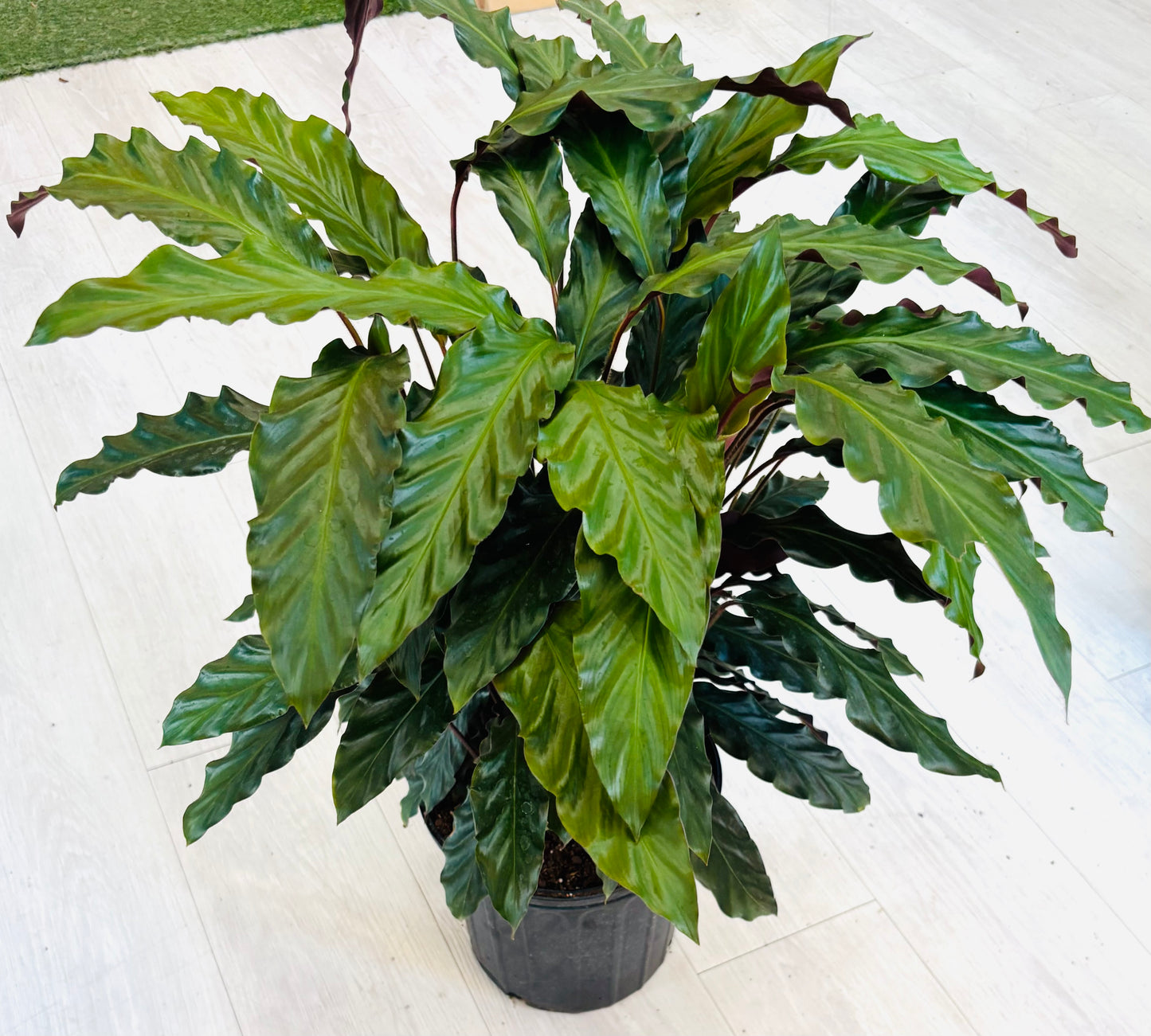 Rufibarba Calathea