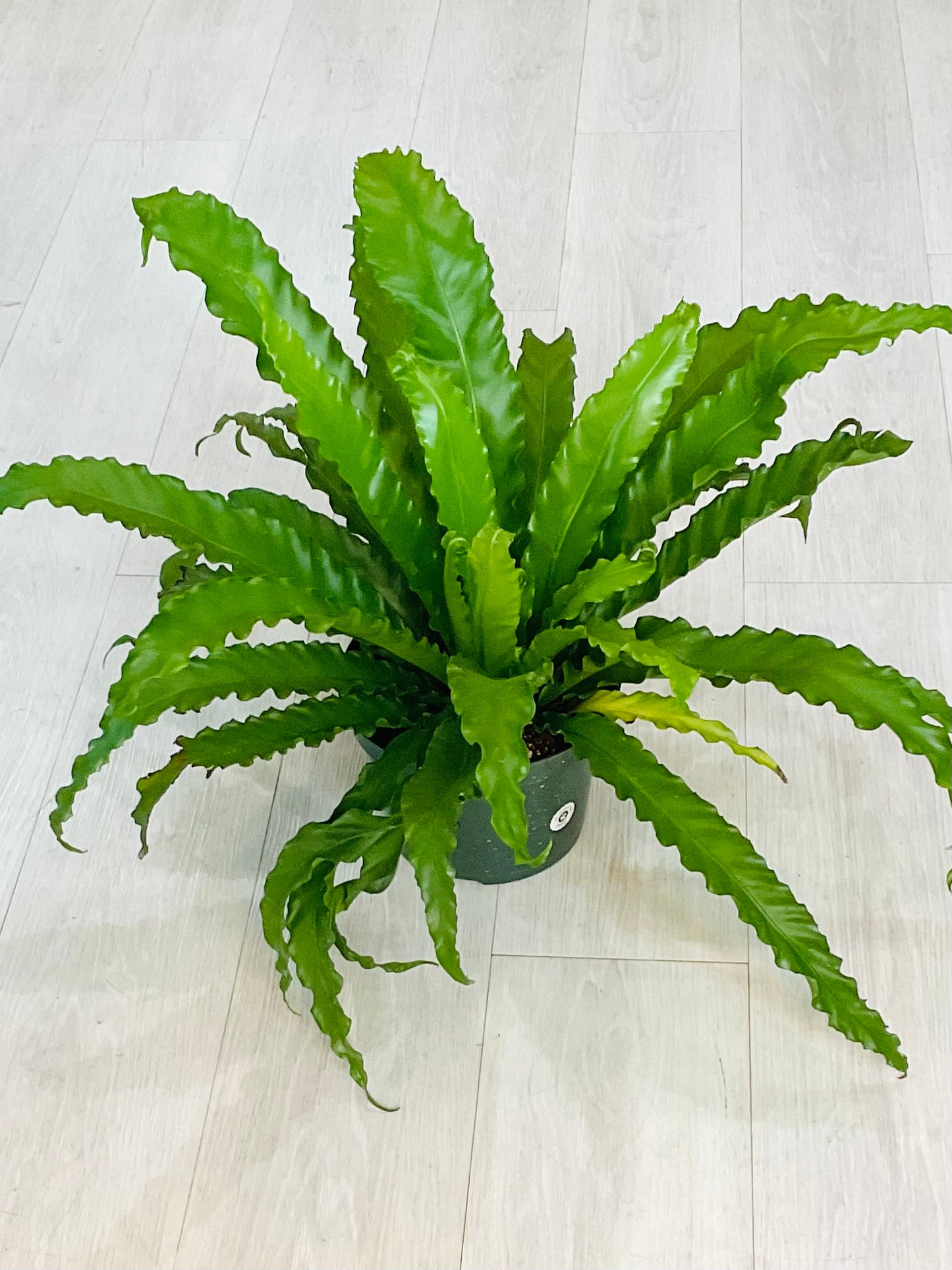 Birds Nest Fern
