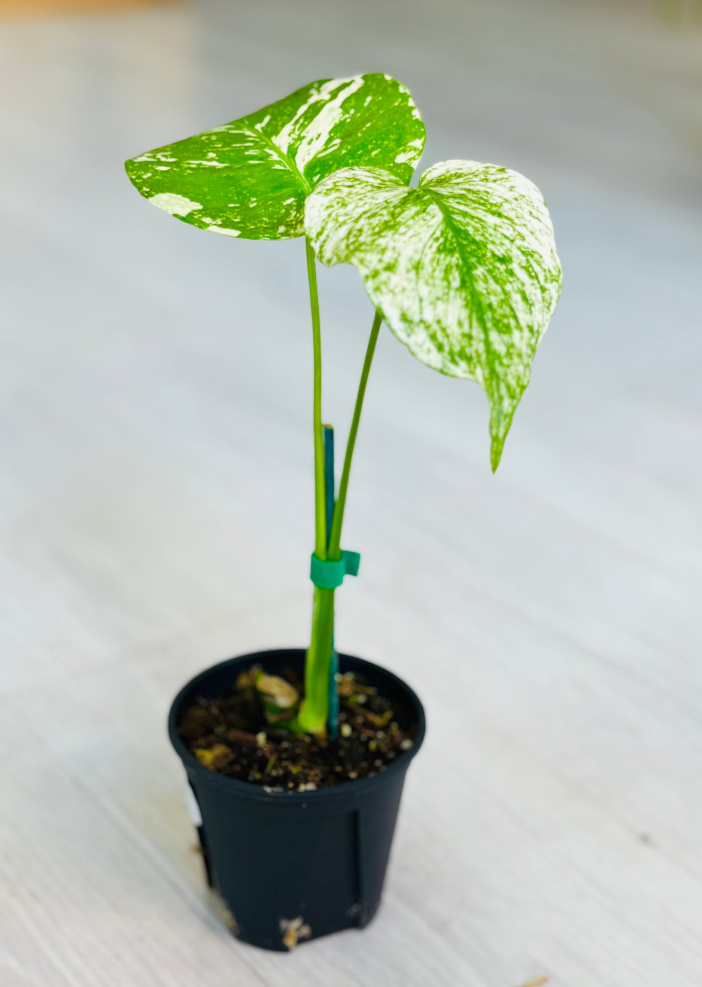 White Monster Monstera