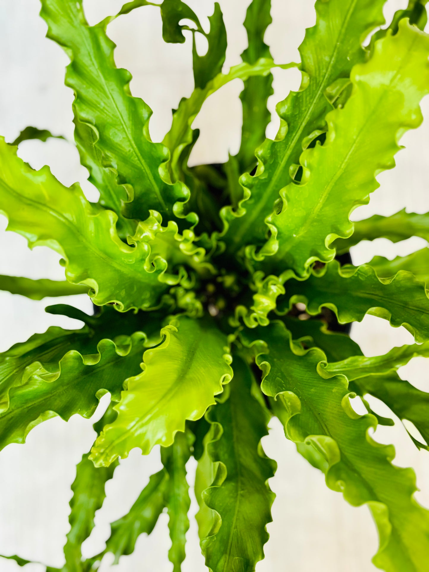 Victoria Bird's Nest Fern