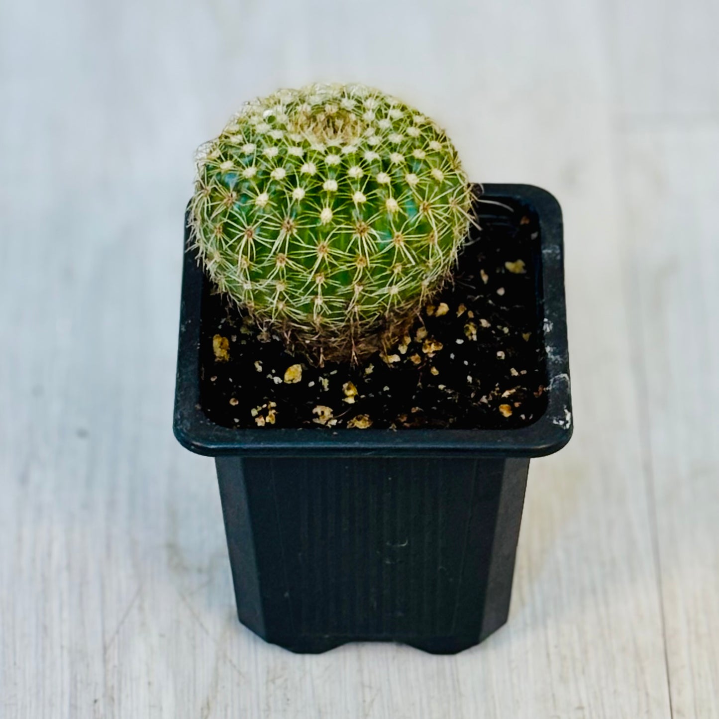 Cactus - Assorted 3"
