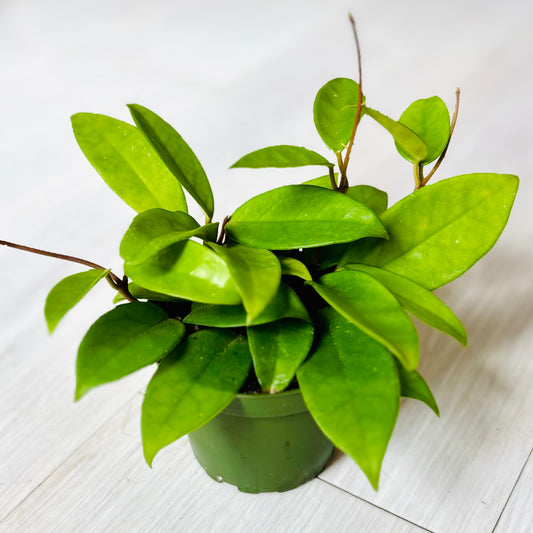 Jade Carnosa Hoya