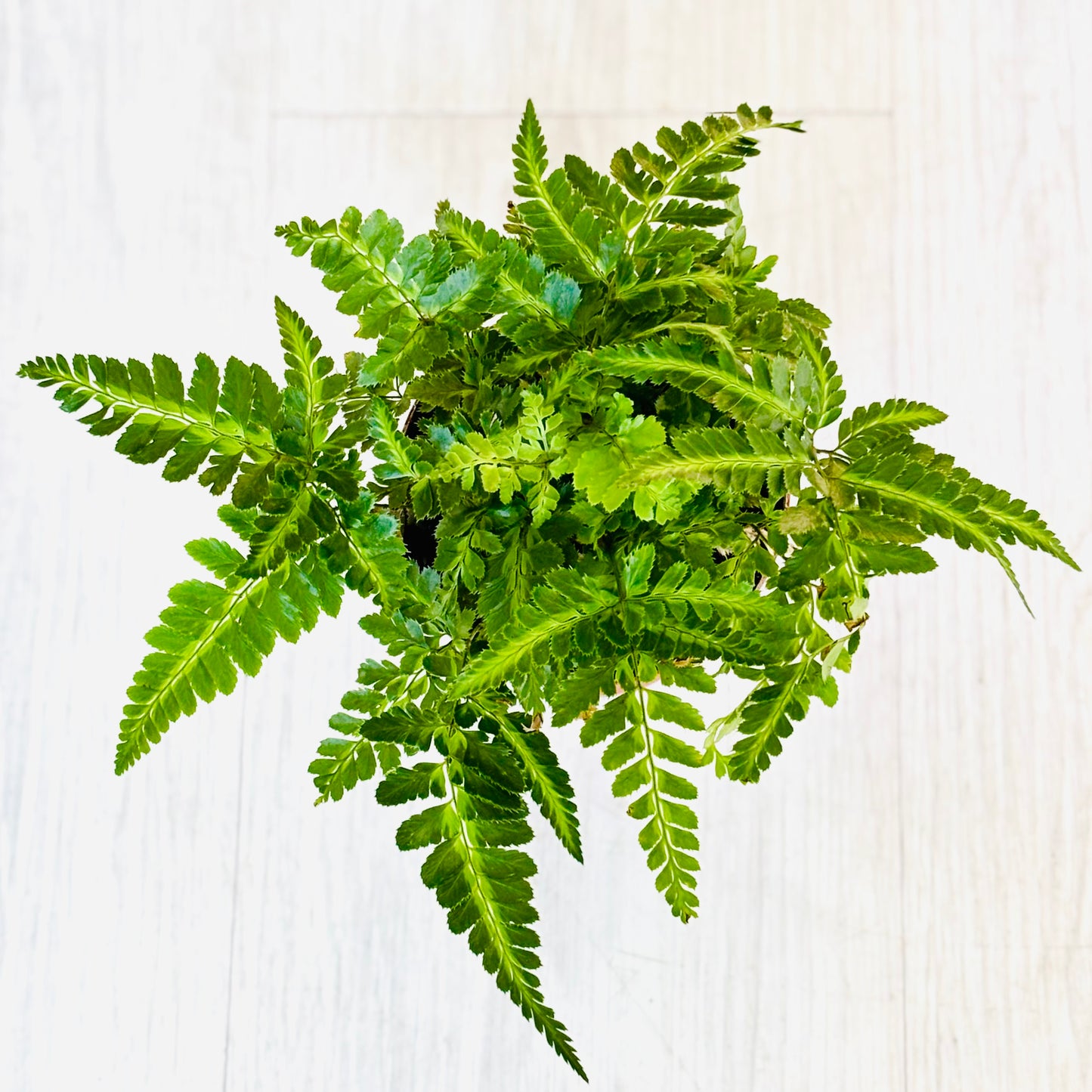 Indian Holly Fern