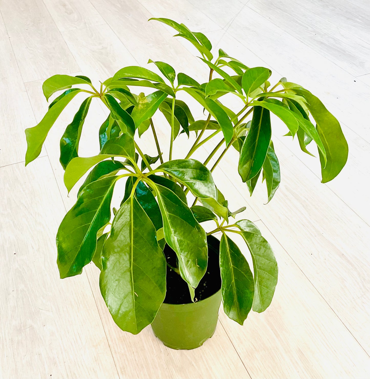 Amate Schefflera