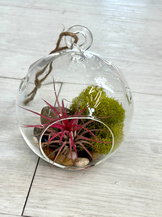 Hanging Airplant Terrarium Globes