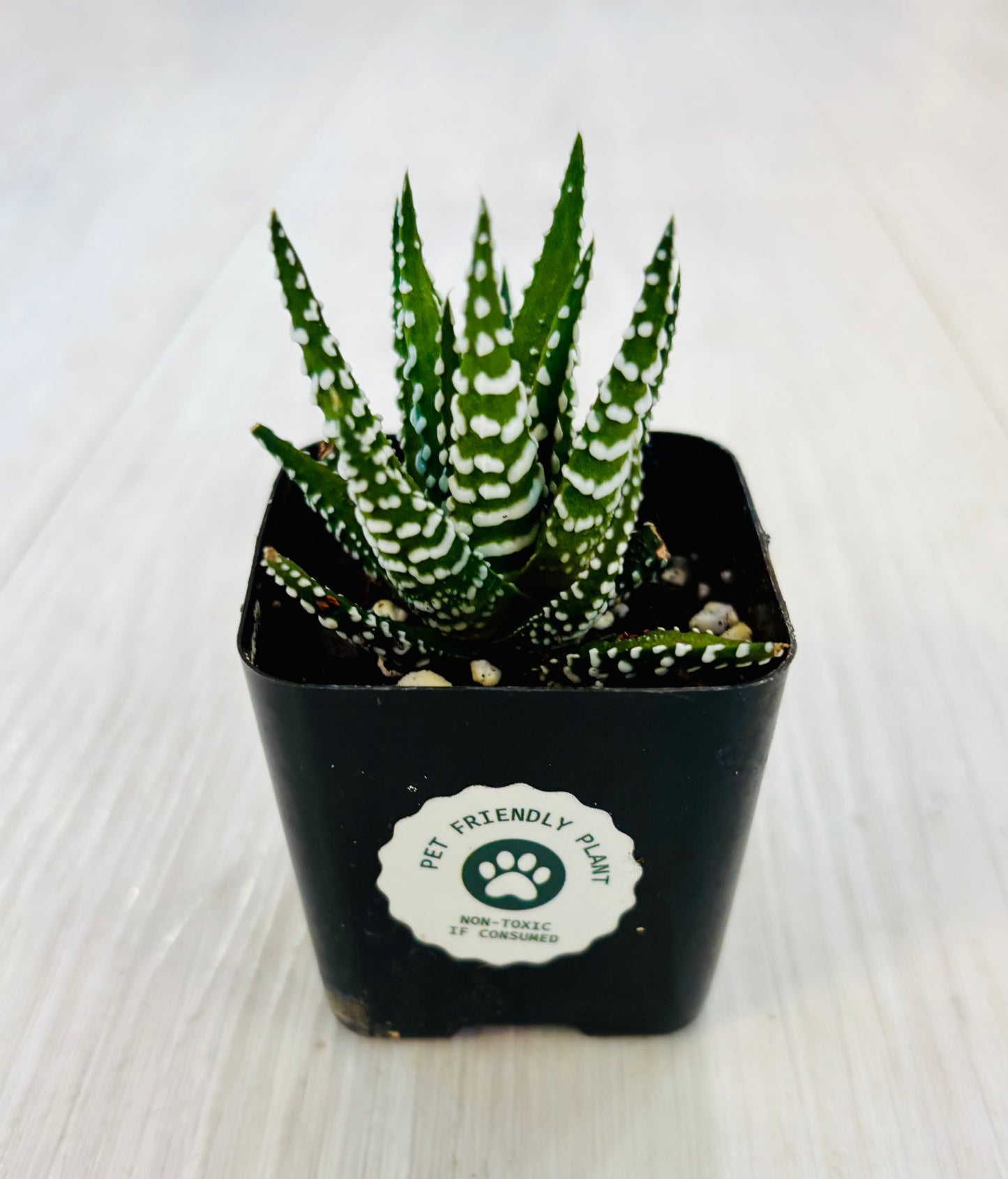 Succulents - Assorted 2”