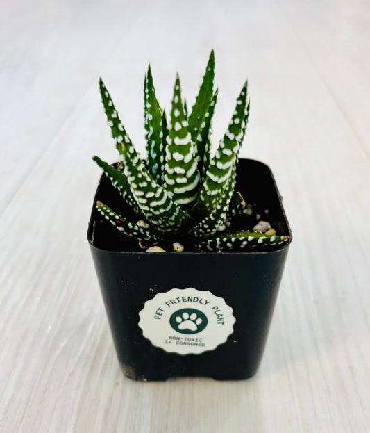 Succulents- Assorted 2"