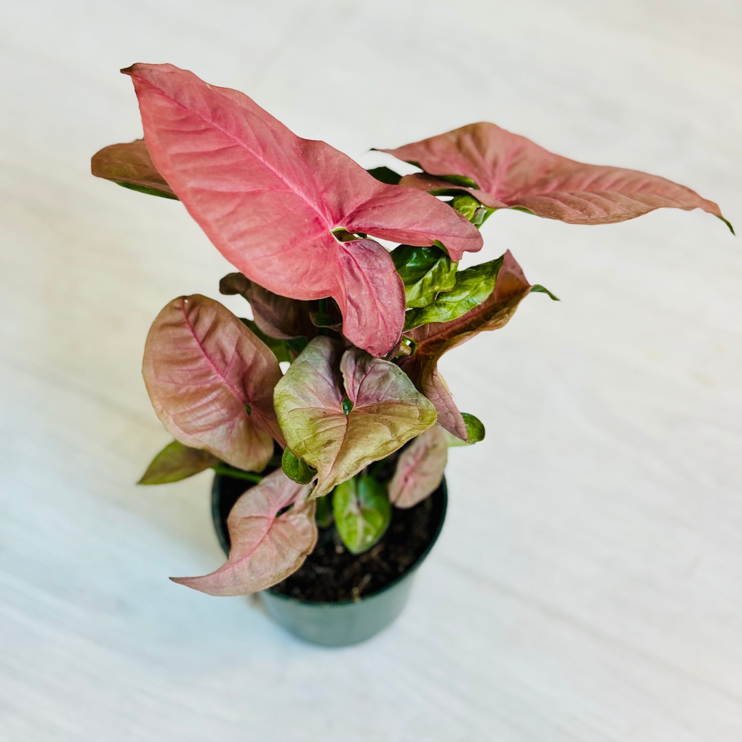 Neon Robusta Pink Syngonium
