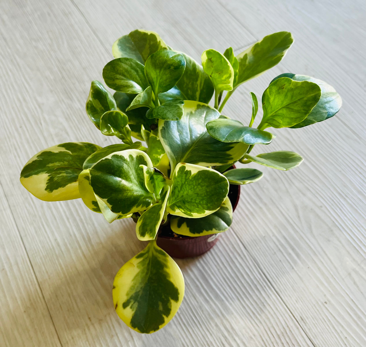 Variegated Peperomia