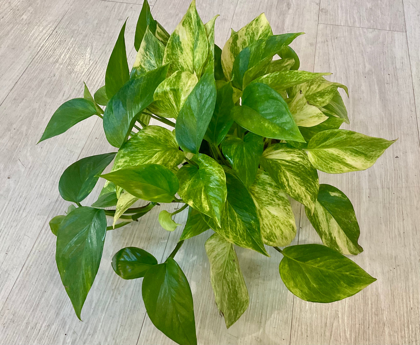 Golden Pothos