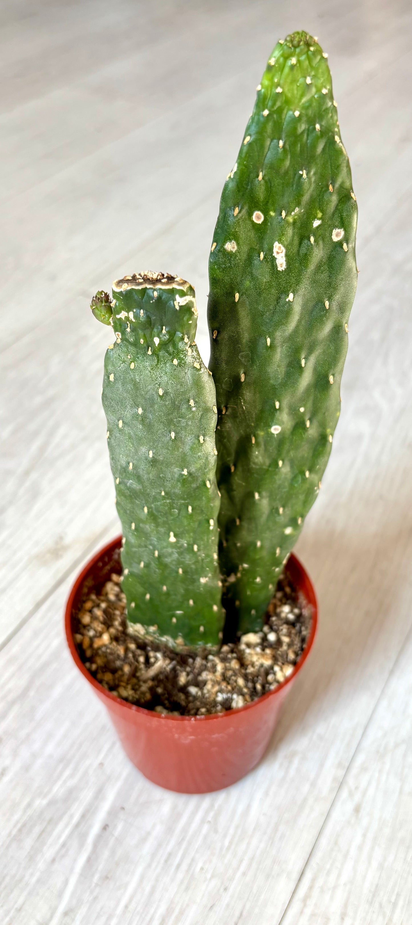 Cactus - Assorted 4"