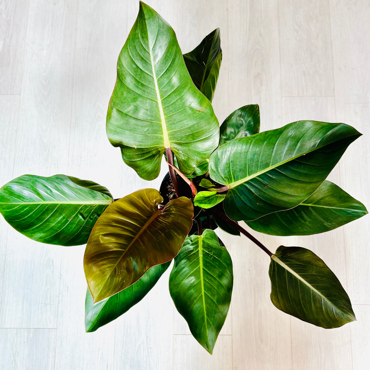 Imperial Red Philodendron