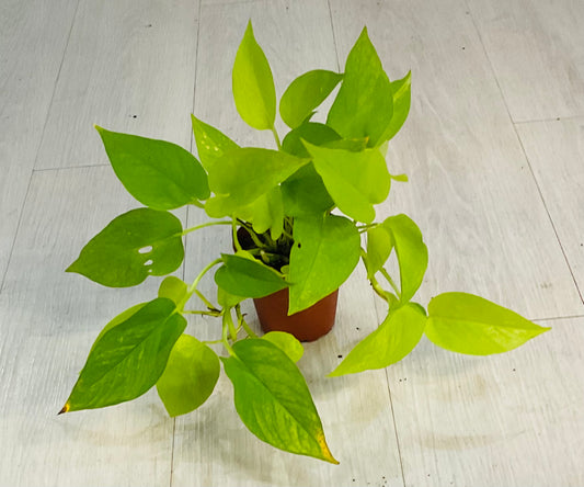 Neon Pothos