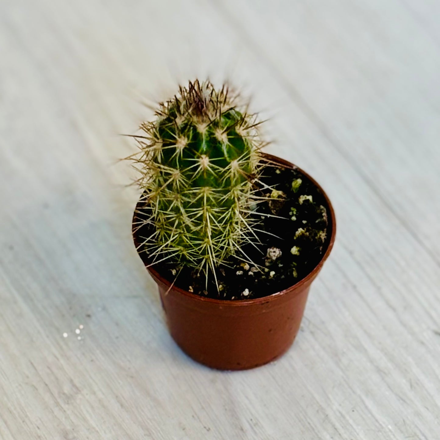 Cactus - Assorted 2"