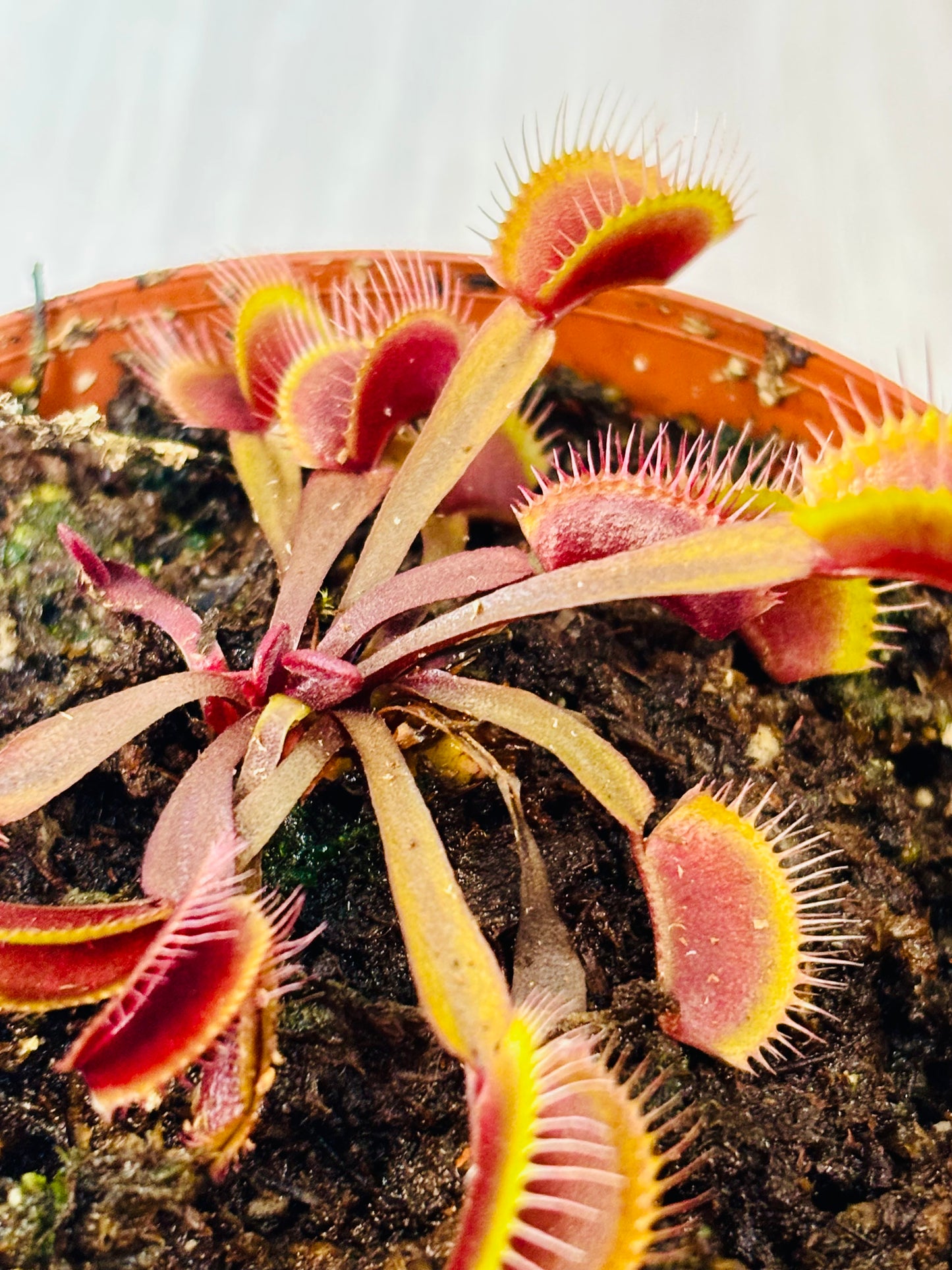 Akai Ryu Venus Fly Trap