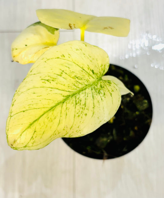 White Monster Monstera