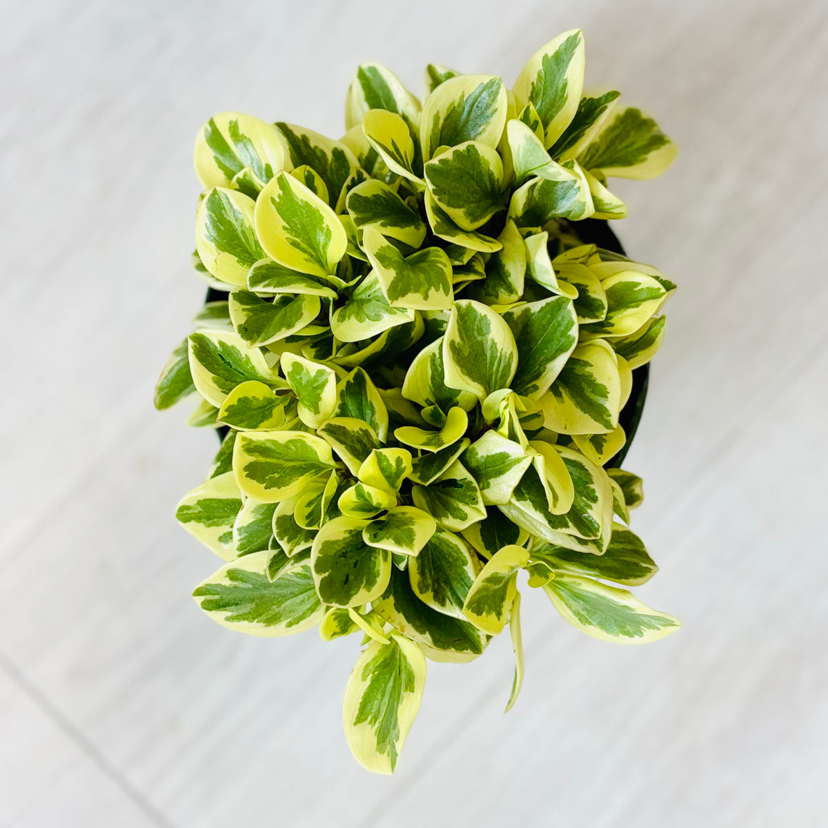 Variegated Peperomia