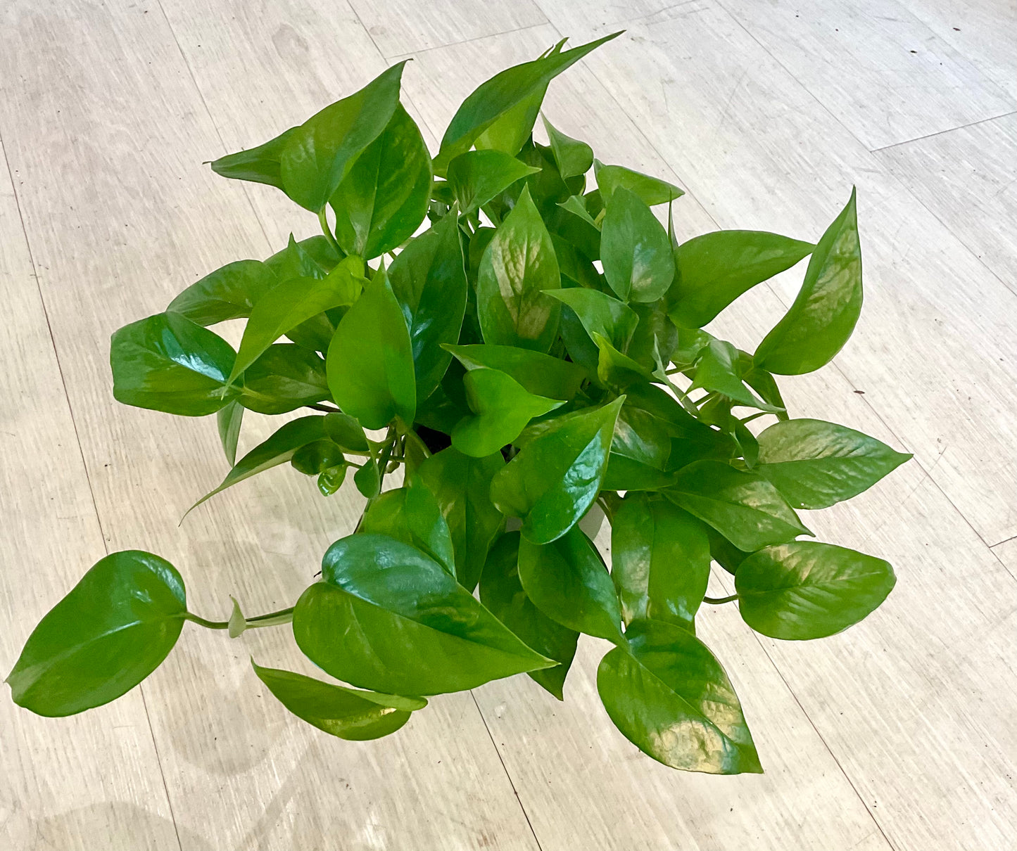 Jade Pothos