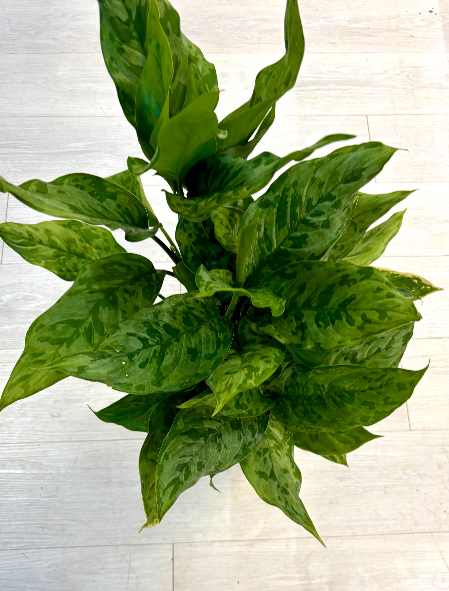Army Aglaonema