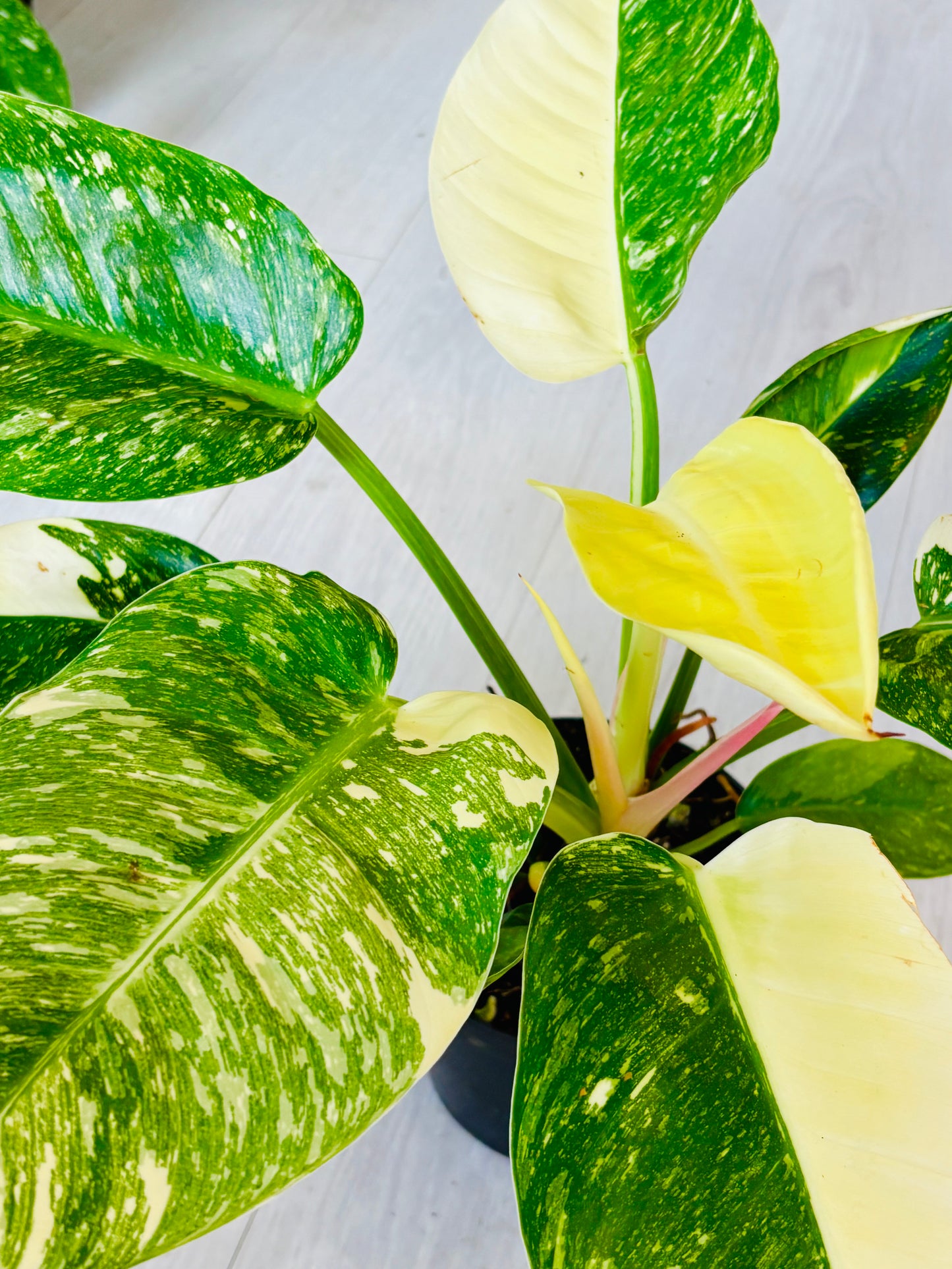 Variegated Green Congo Philodendron