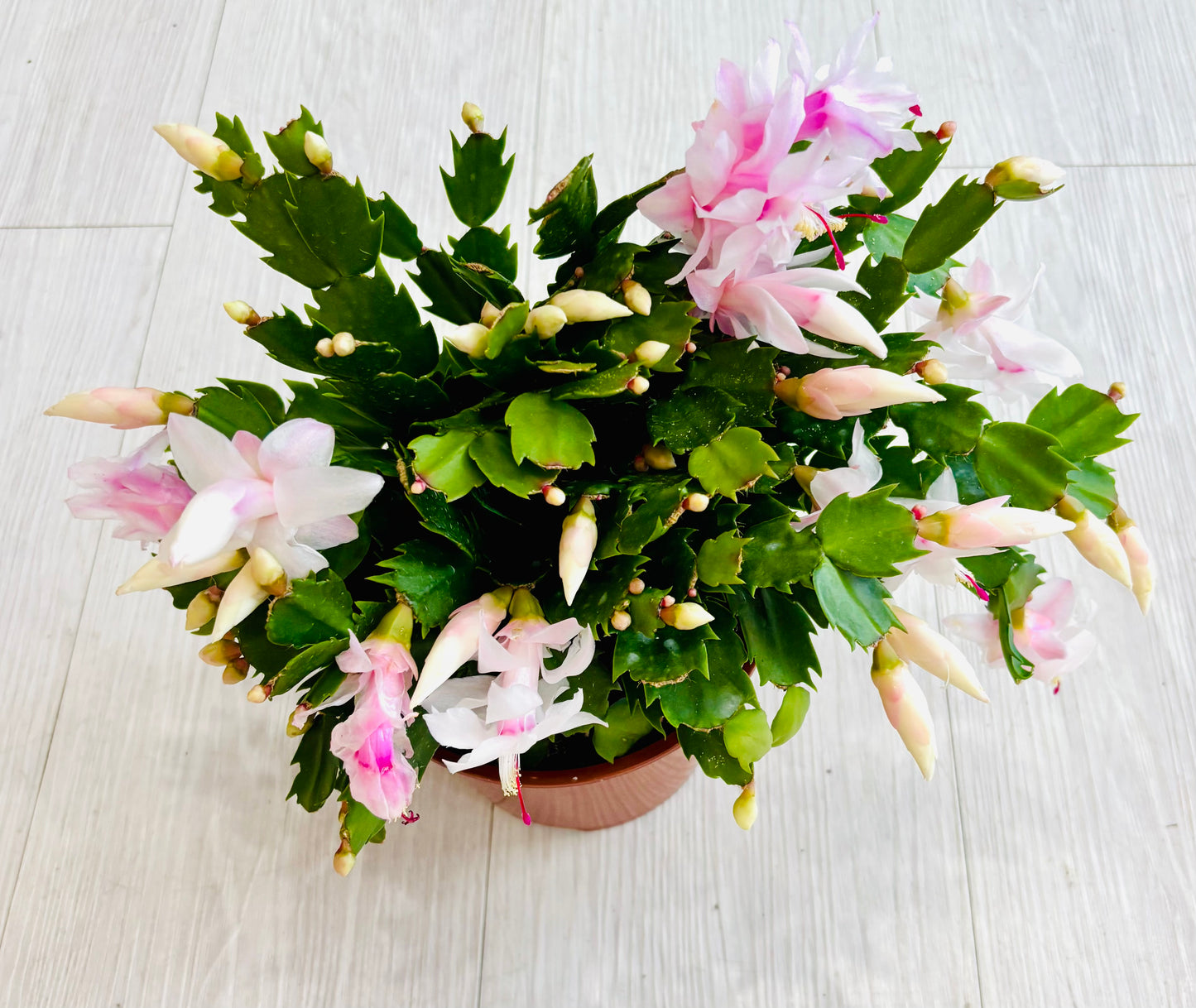 Thanksgiving Cactus