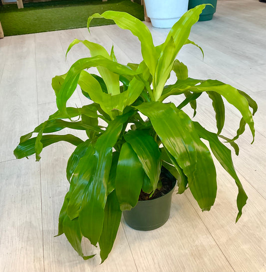 Dracaena Limelight 6"