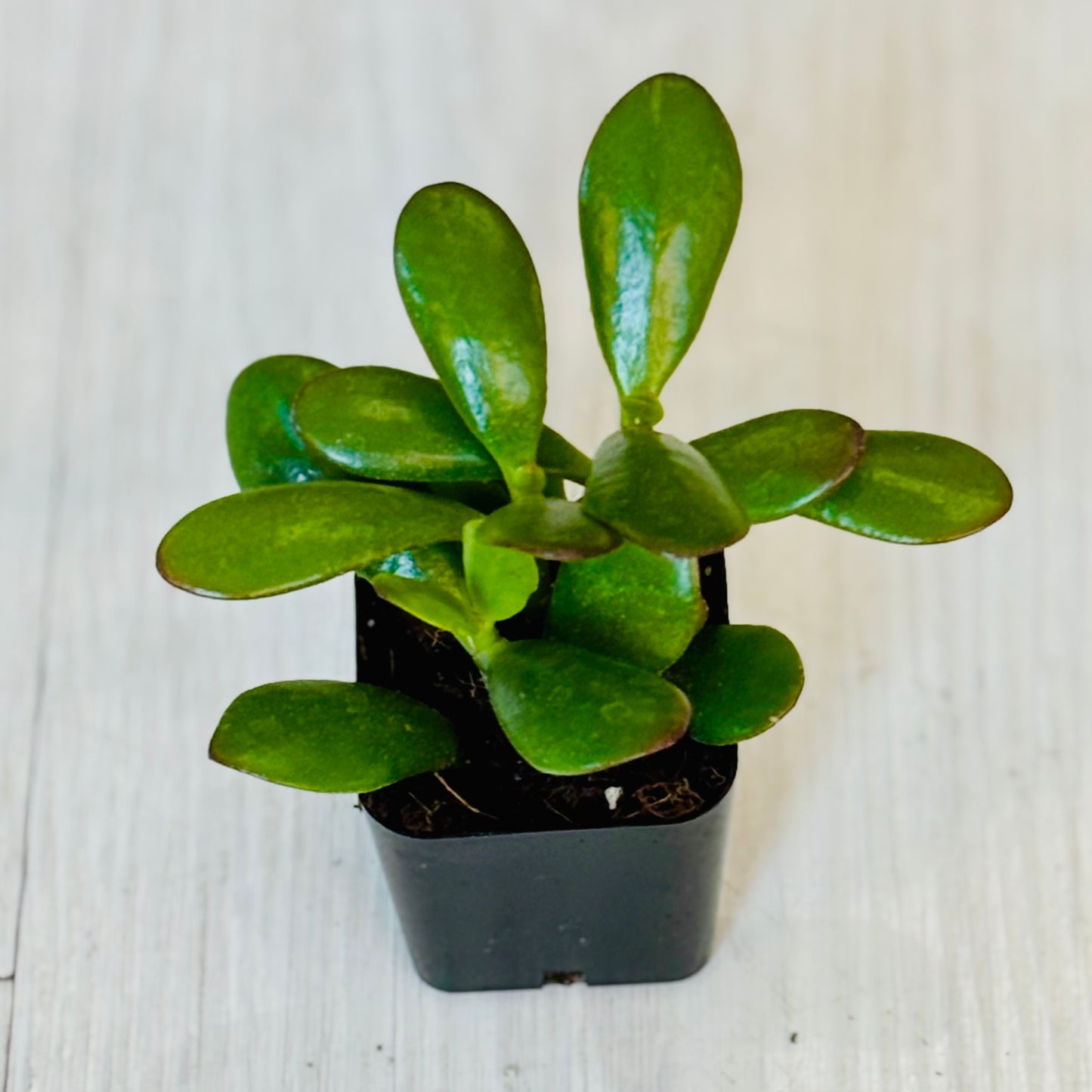 Succulents - Assorted 2”