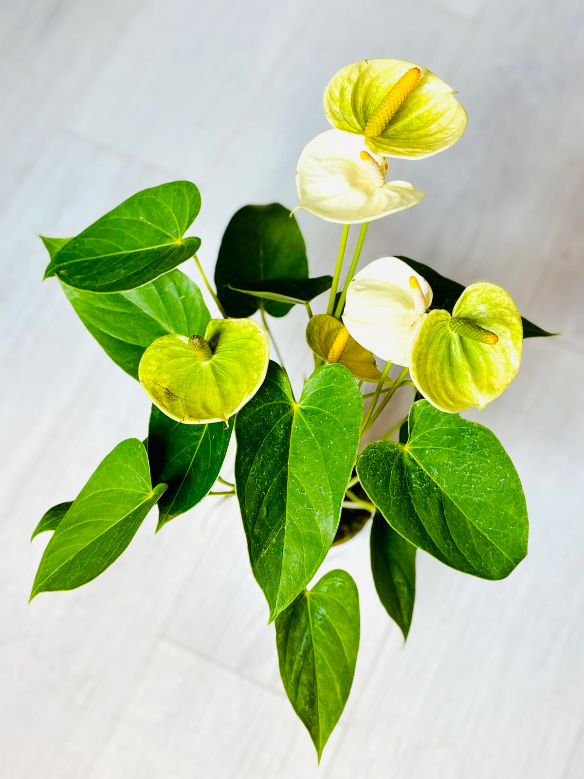 Dutch Anthurium