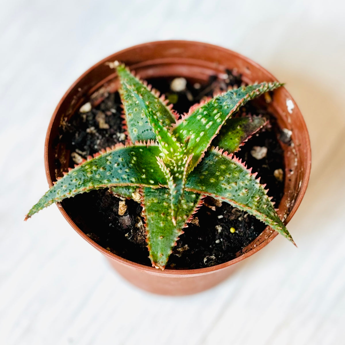Succulents - Assorted 3"