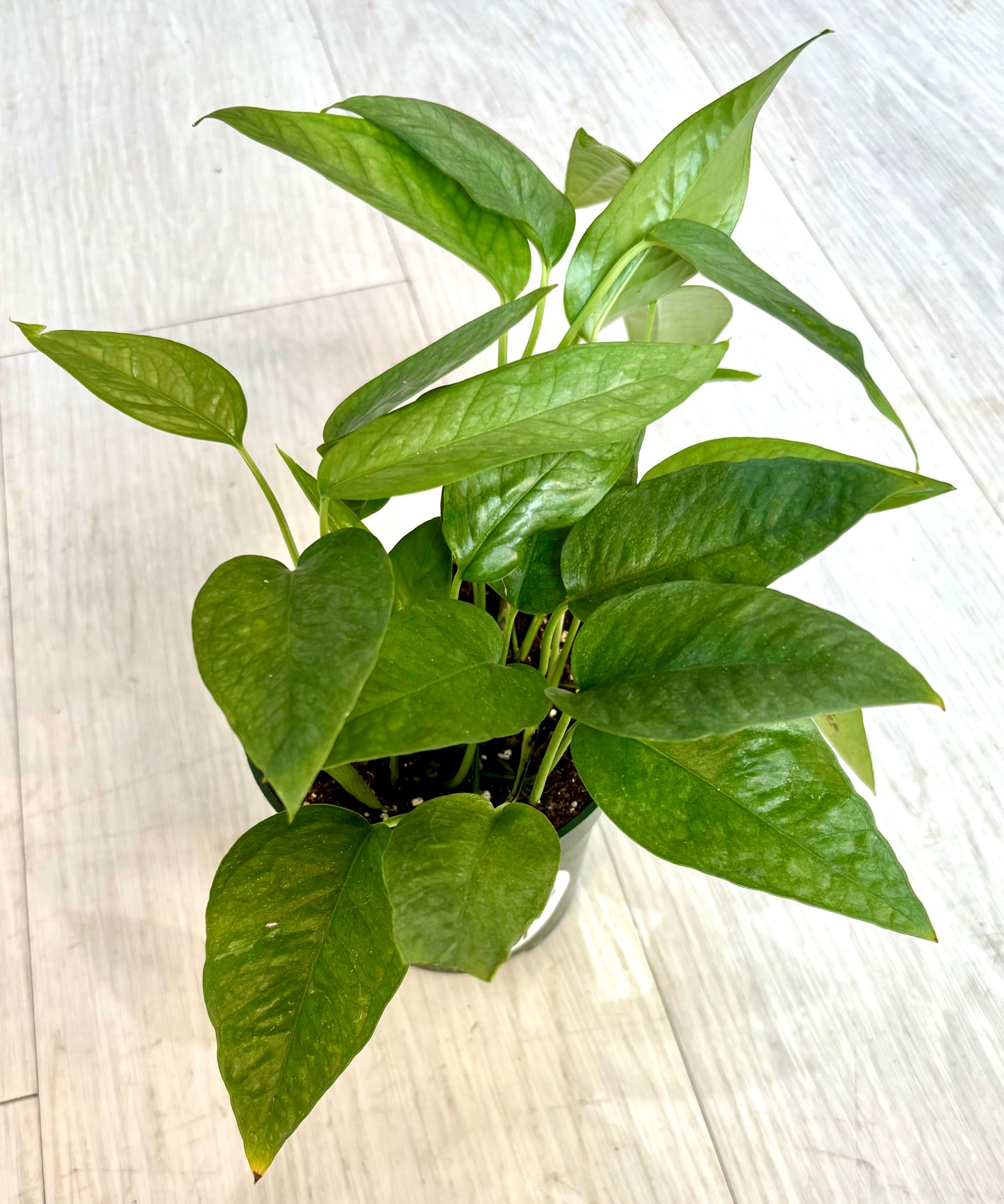 Cebu Blue Pothos