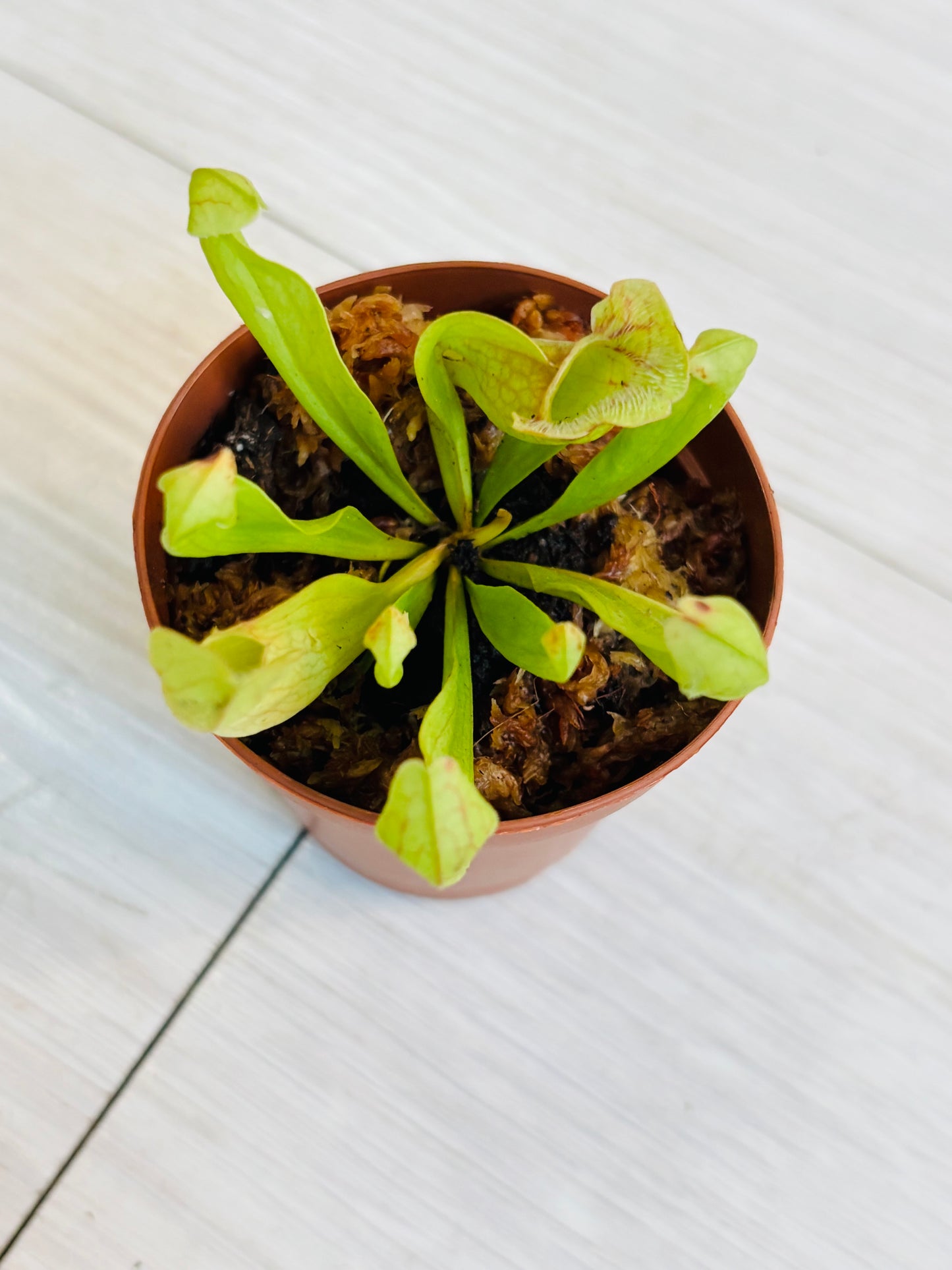 Sarracenia minor