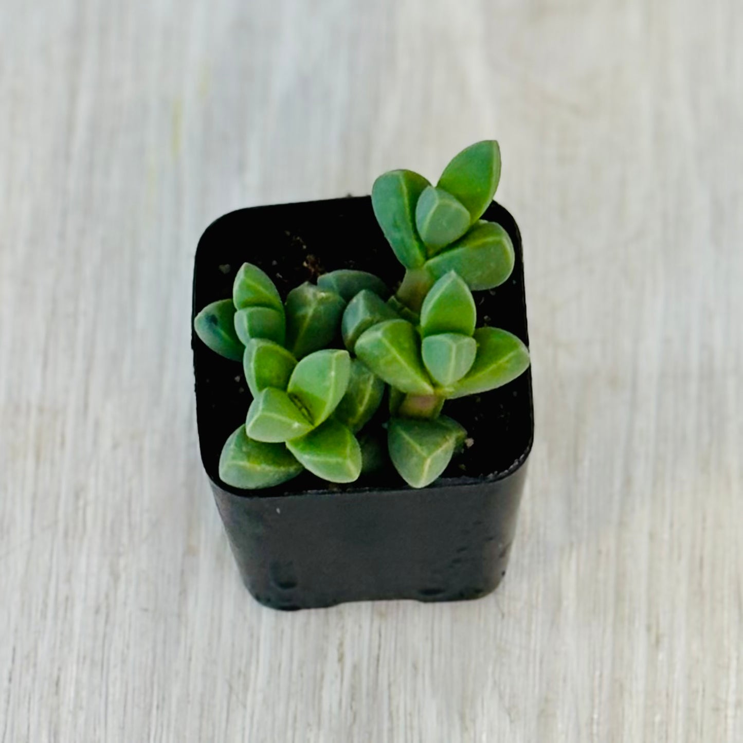 Succulents - Assorted 2”