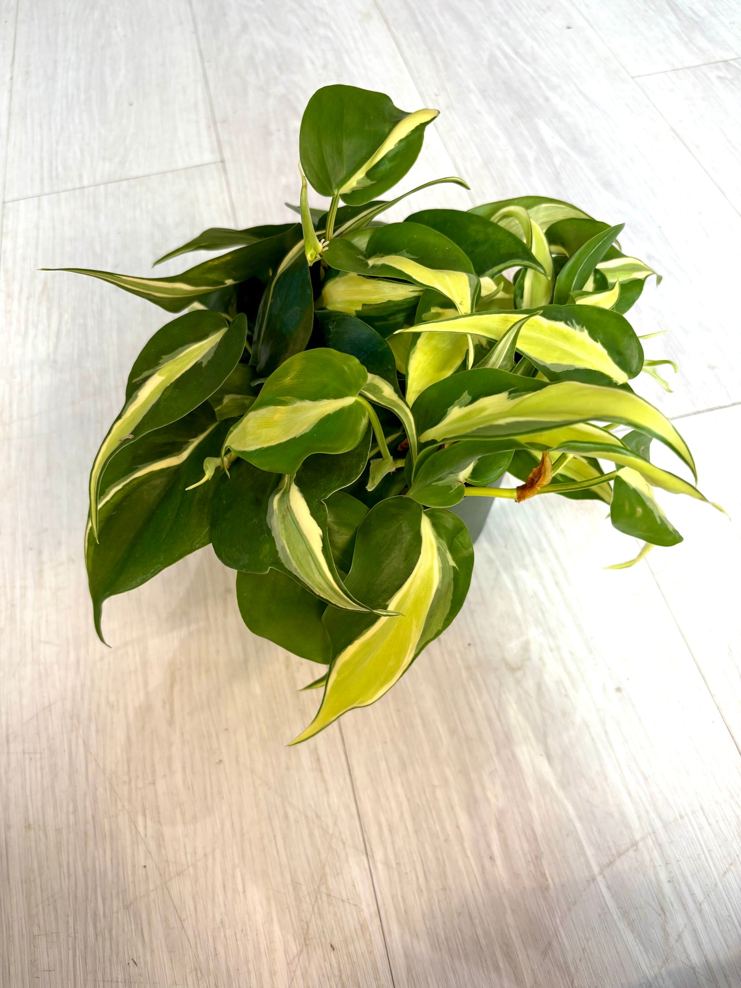 Silver Stripe Philodendron