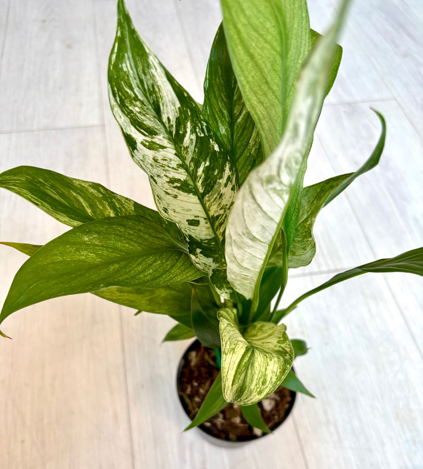 Variegated Peace Lily