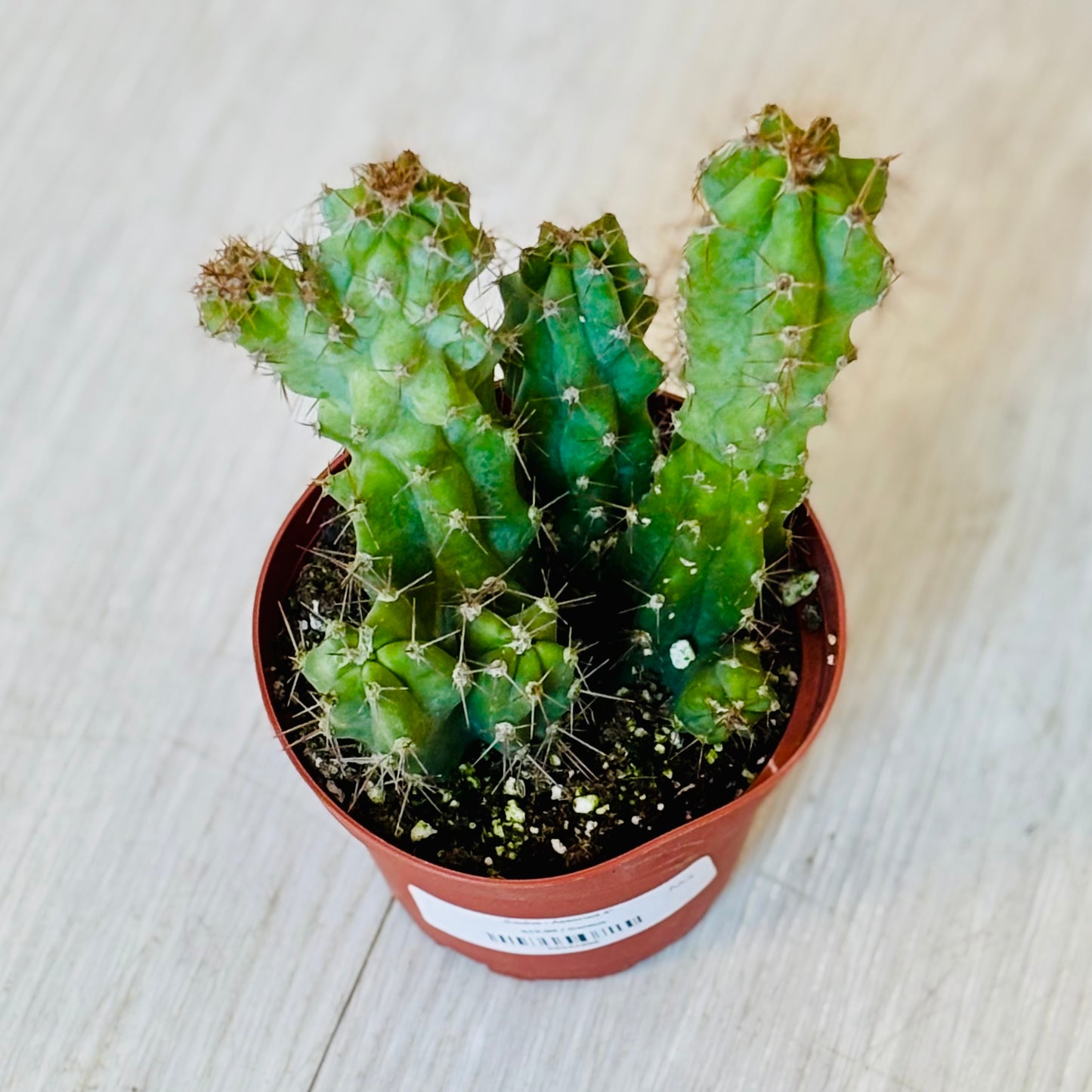 Cactus - Assorted 4"