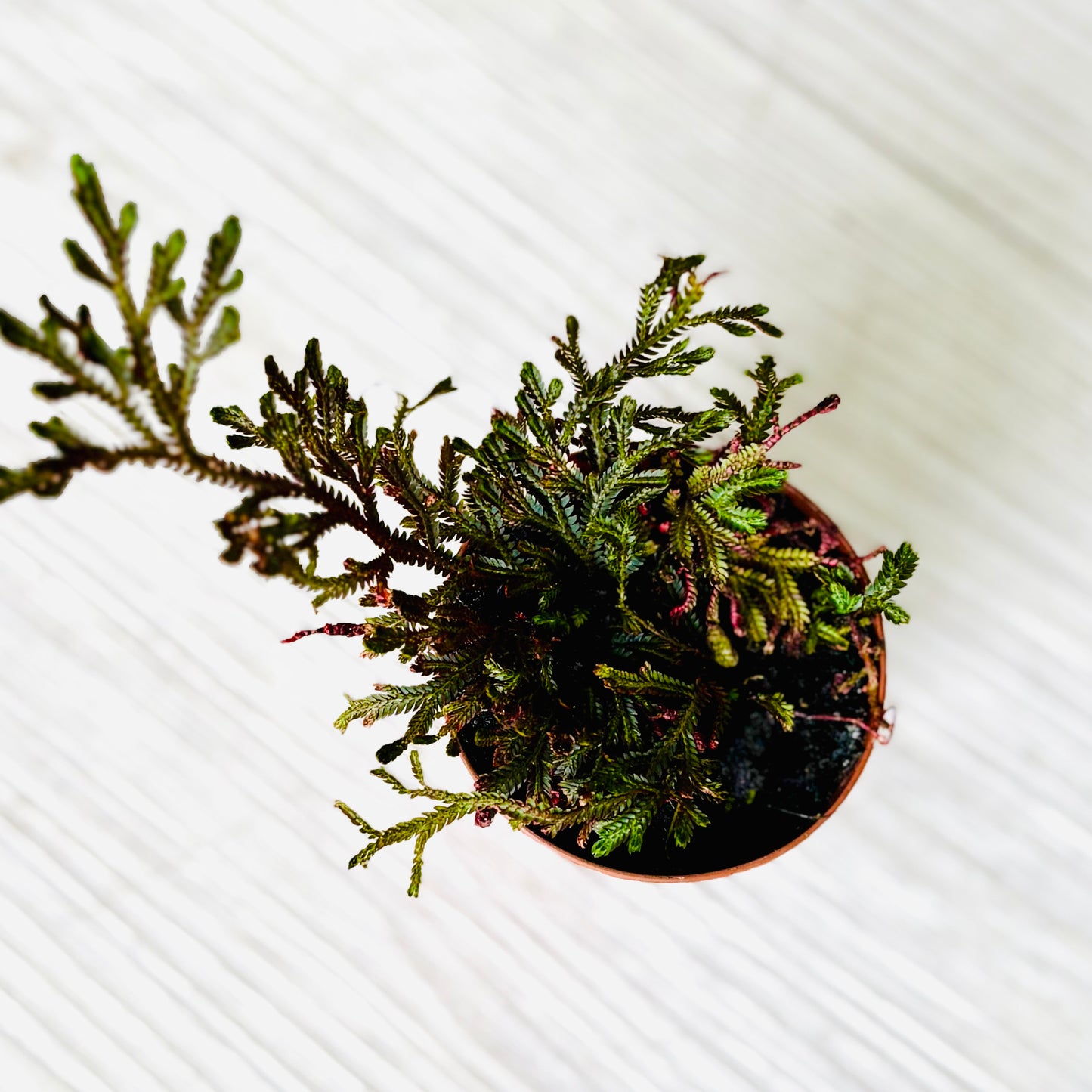 Houseplants - Assorted 2"