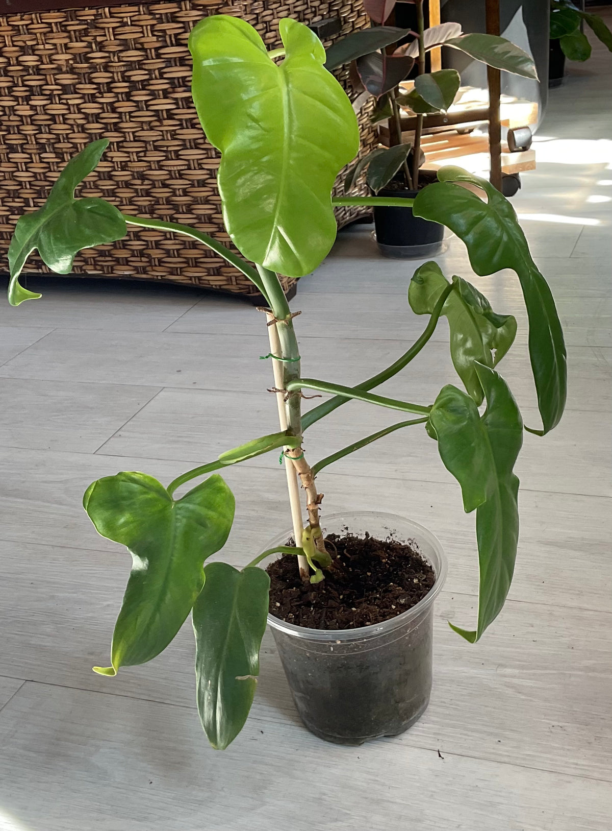 Violin Philodendron