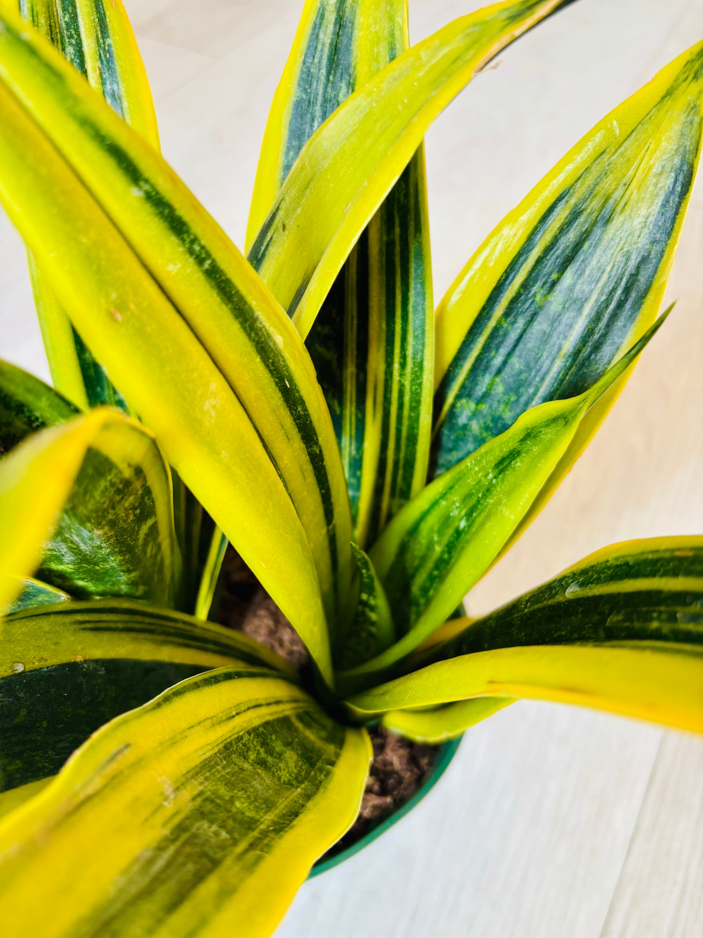 Golden Flame Snake Plant