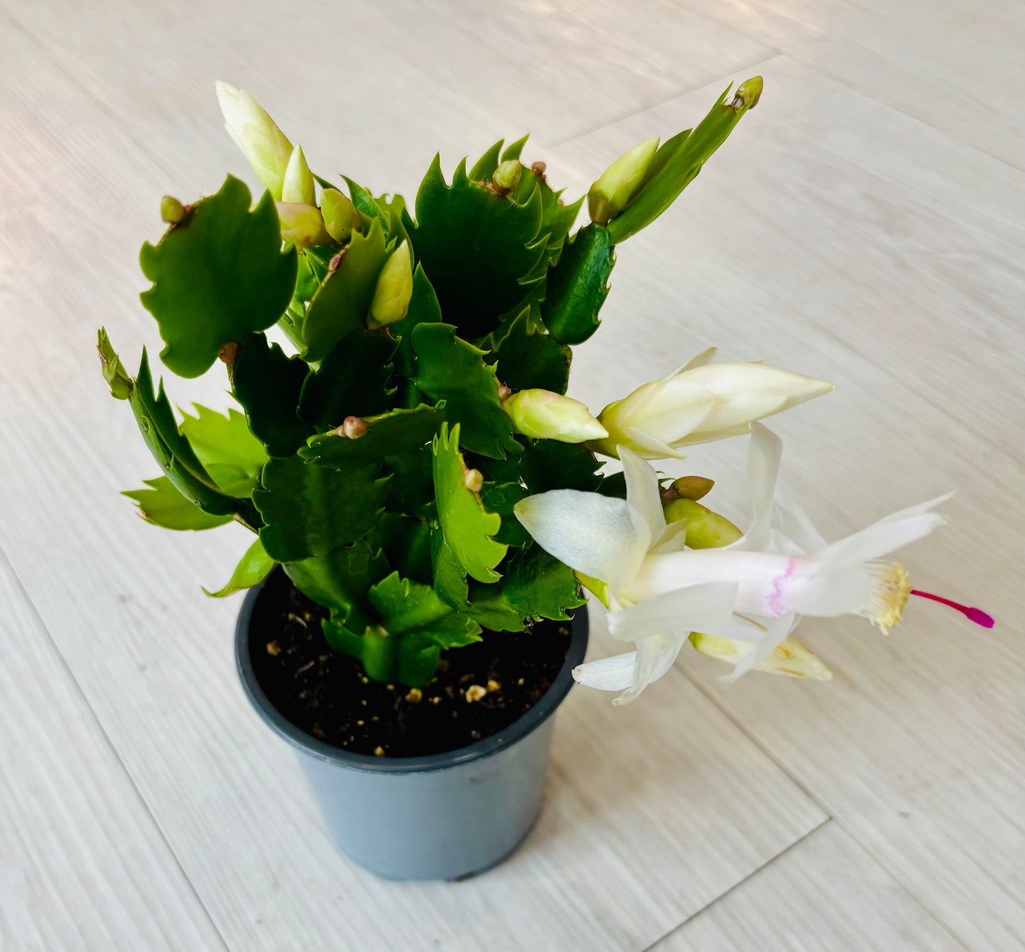 Thanksgiving Cactus