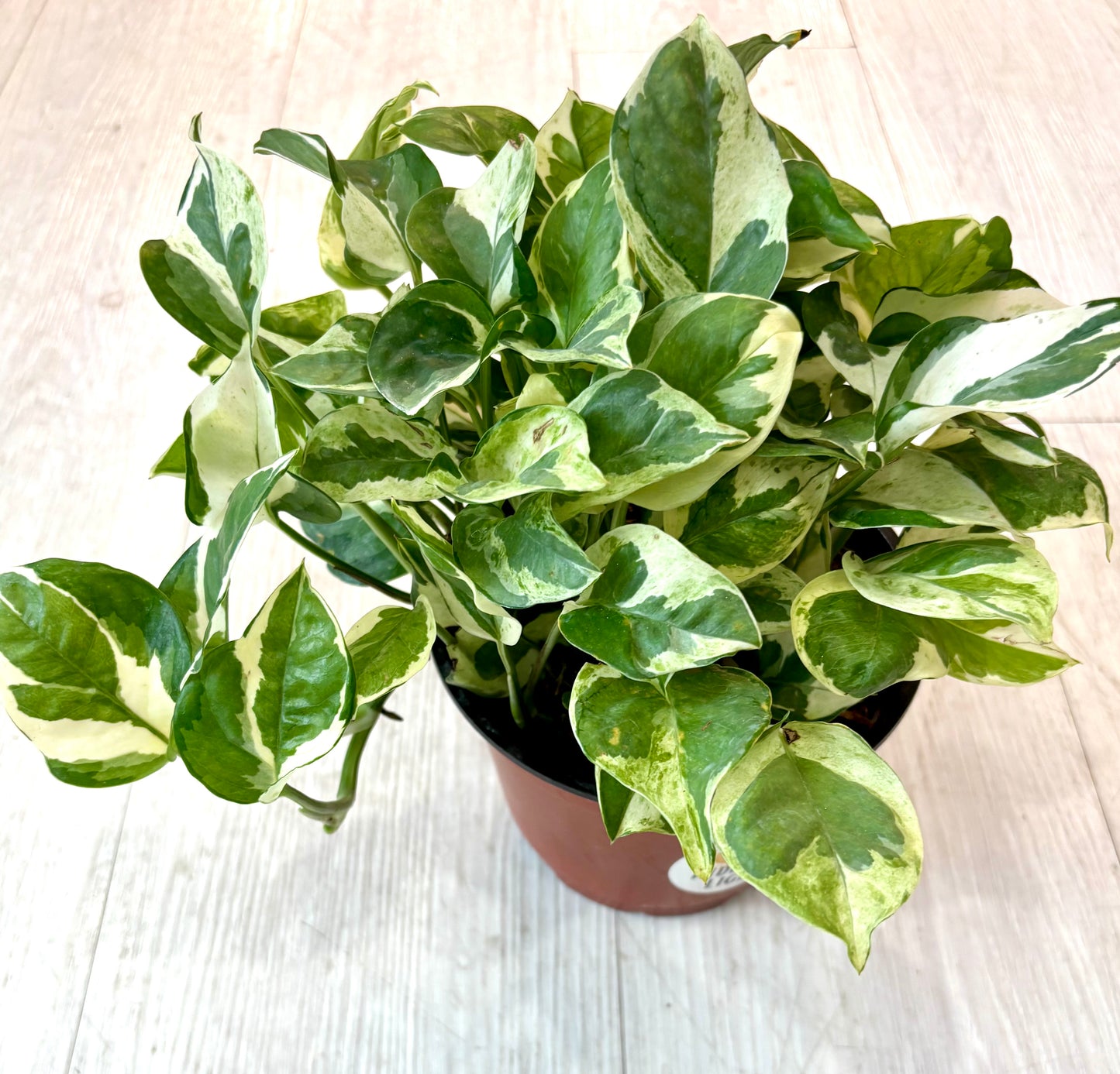 Njoy pothos