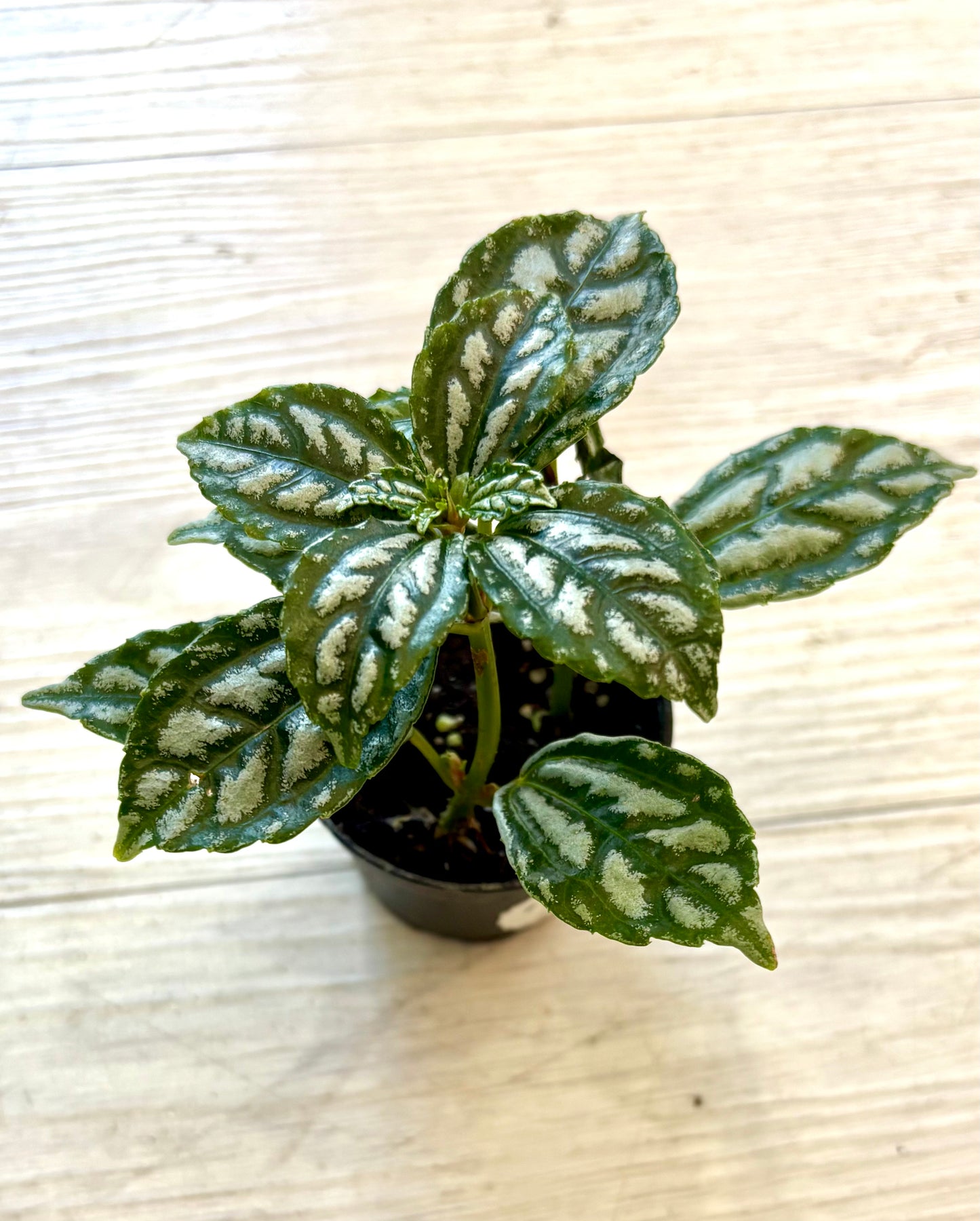 Houseplants - Assorted 2"